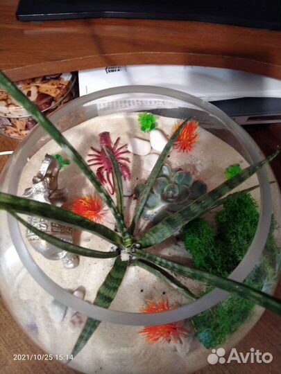 Флорариум