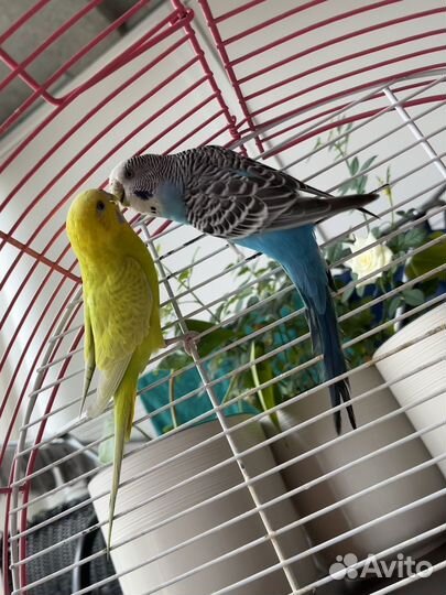 Продам попугаев
