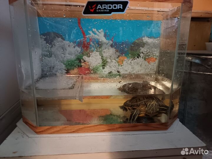 Красноухая черепаха с аквариумом