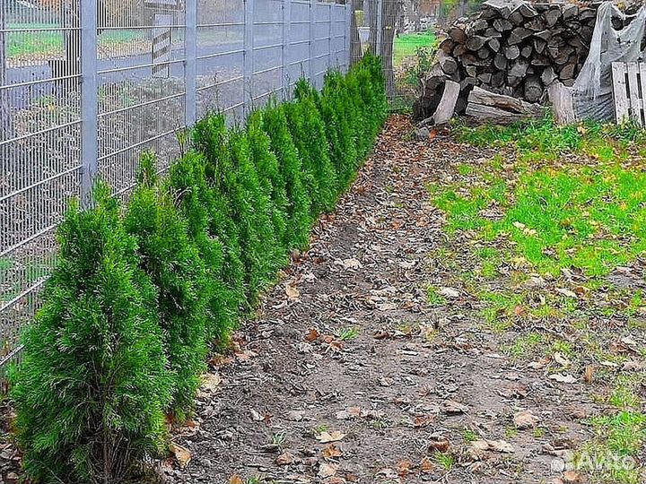 Туи с доставкой