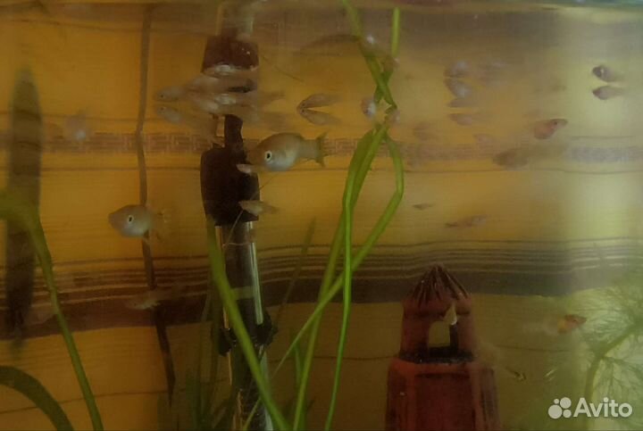 Рыба, Гуппи обыкновенная