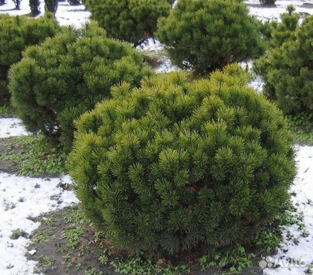 Сосна горная муго Мугус 'mugo Mughus'