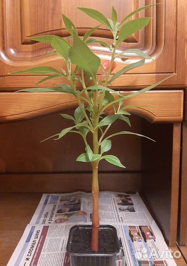 Цветы в подарок. Бальзамин (огонёк)