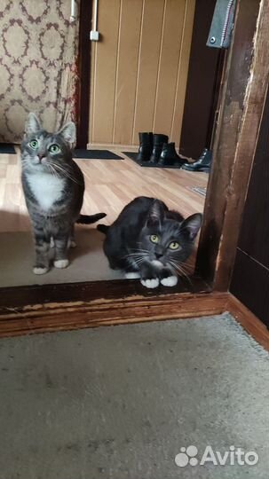 Котики ищут дом