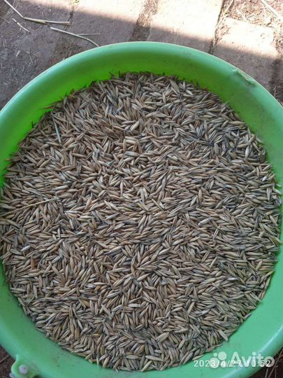 Овес посевной