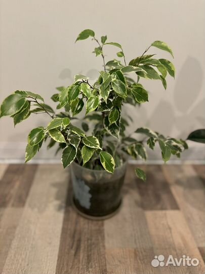 Фикус бенджамина