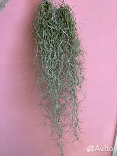 Тилландсия атмосферная уснеевидная