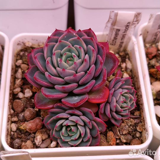 Суккуленты