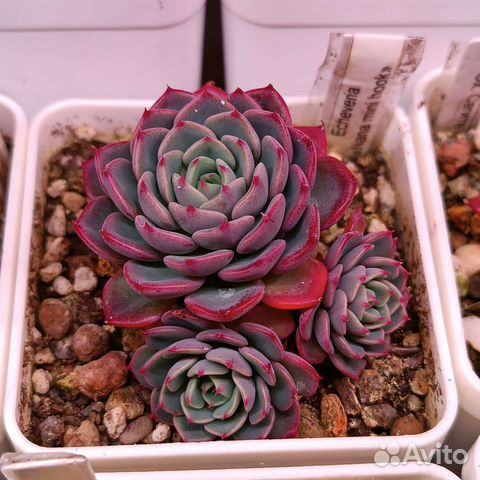 Суккуленты