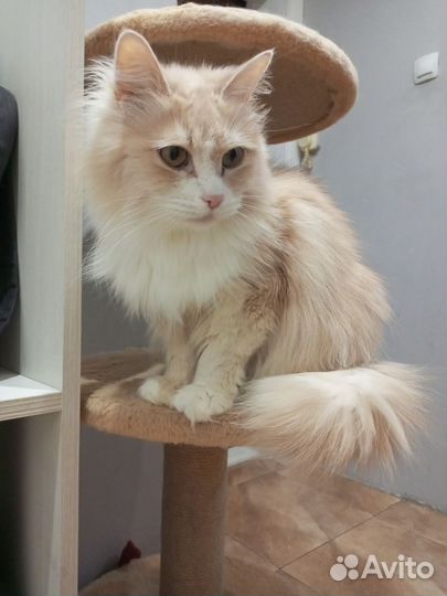 Кот и кошка