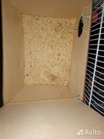 Птенцы корелл (чит. опис )