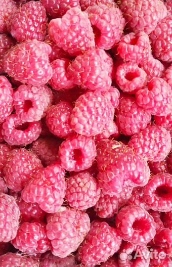 Малина,ягода