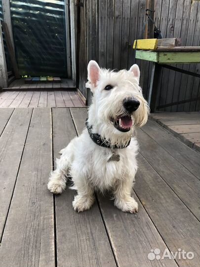 Скотч-терьер для вязки