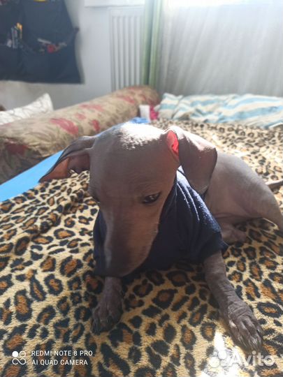 Толстовка для собак