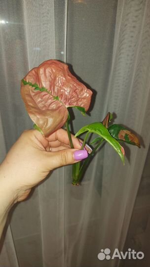 Сингониумы