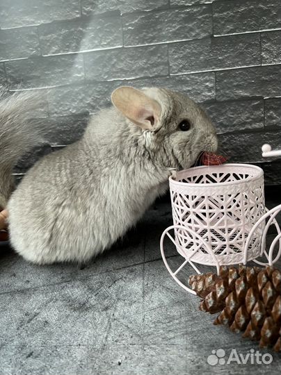 Шиншилла ангора