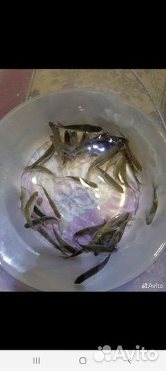 Живец,карась, верхоплавка