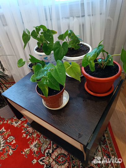 Антуриум, мужское счастье