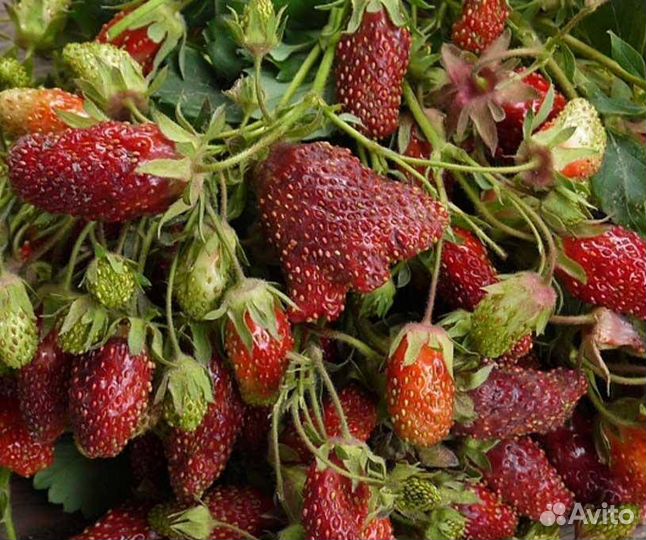 Рассада клубники земклуники 