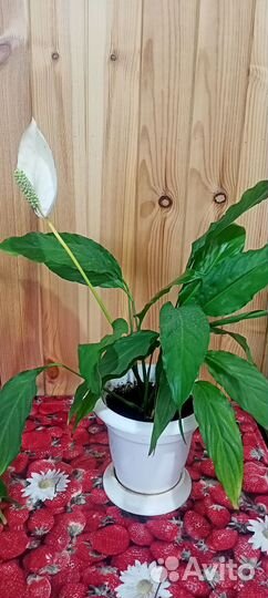 Спатифиллум