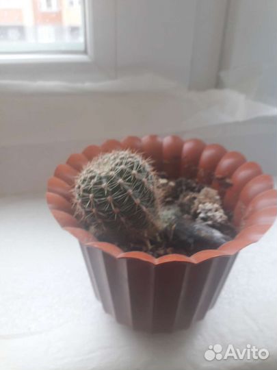 Продам цветы комнатные