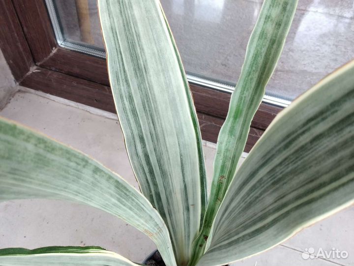 Сансевиерия аубрутиана металлик