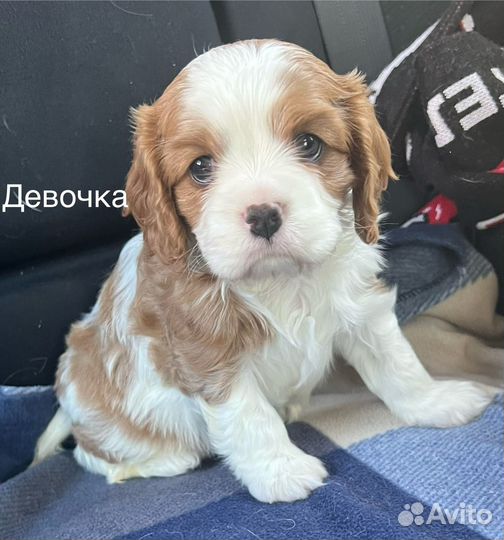 Кавалер кинг чарльз спаниель