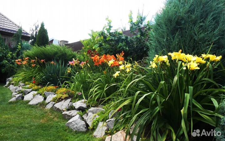 Лилейники - цветы радости