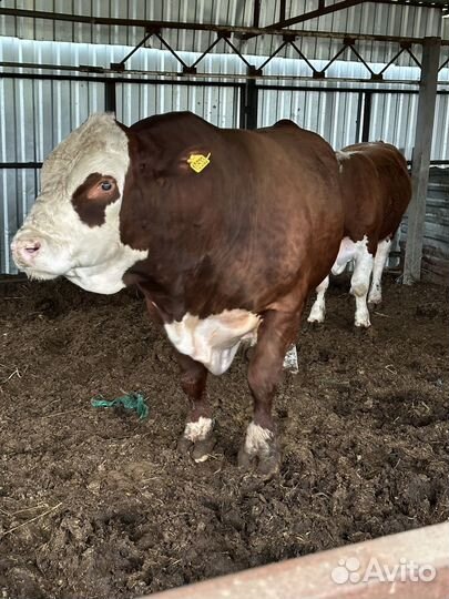 Бычки и быки на мясо