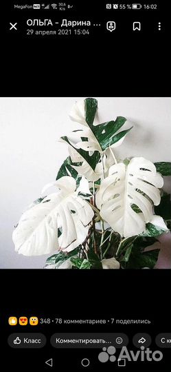 Монстера альба