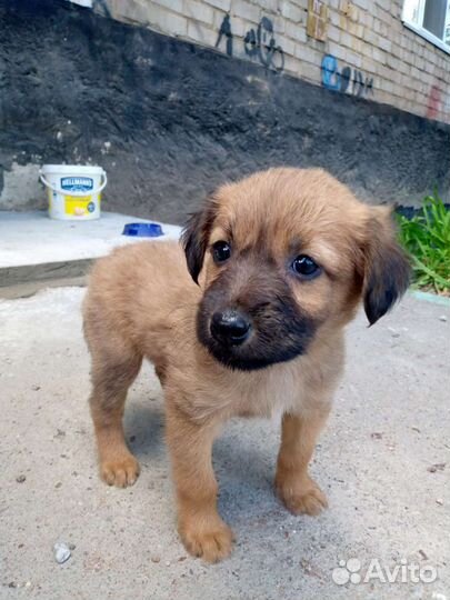 Щенок в добрые руки бесплатно