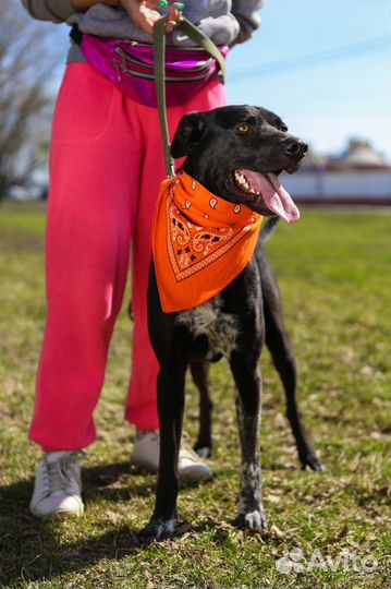 Спасите собаку из приюта
