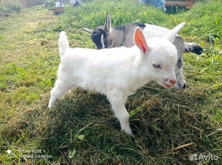 Зааненские козлики