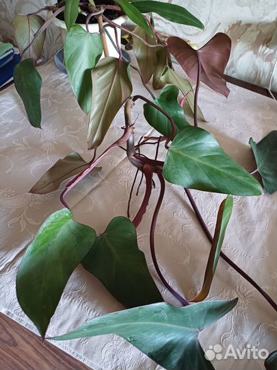 Комнатное растение liana
