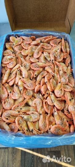 Креветка Северная