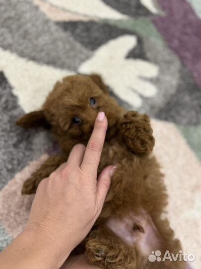 Той-пудель девочка