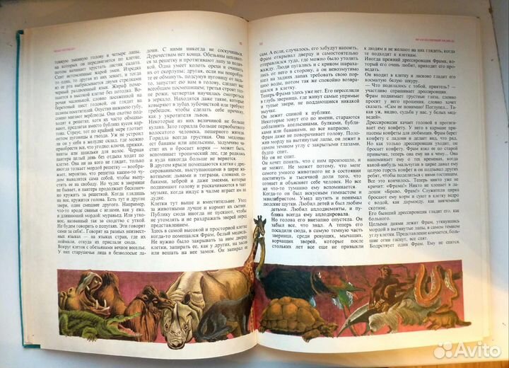 Фрам полярный медведь