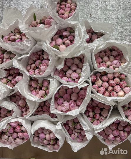 Пионы оптом