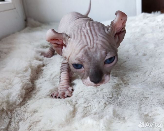 Сфинкс эльф