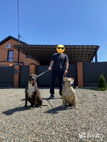 Амстафф вязка