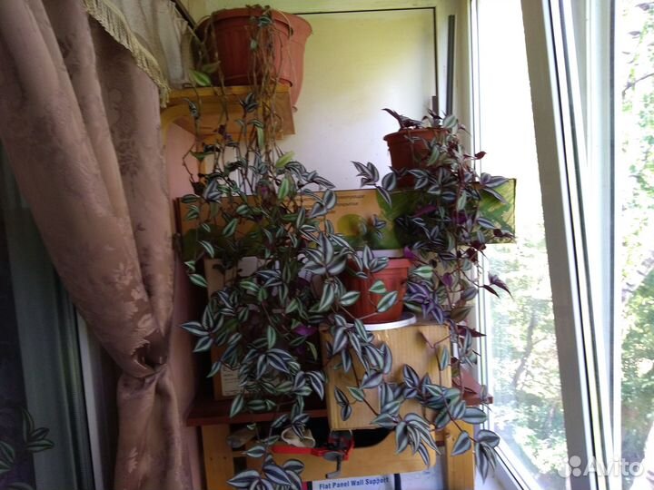 Цветы комнатные Традесканция висячая (Зебрина)