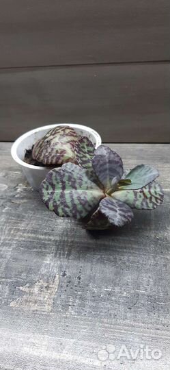 Каланхоэ зебра