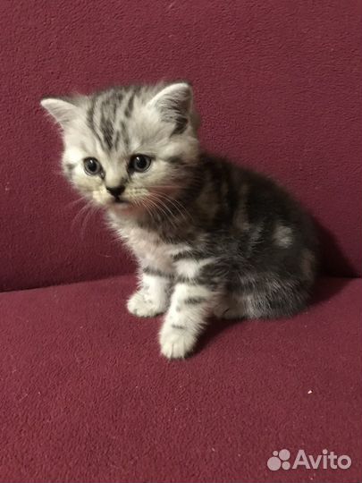 Шотландские котята