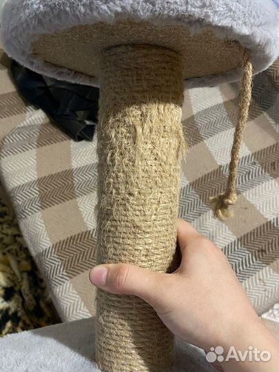 Когеточка для котят