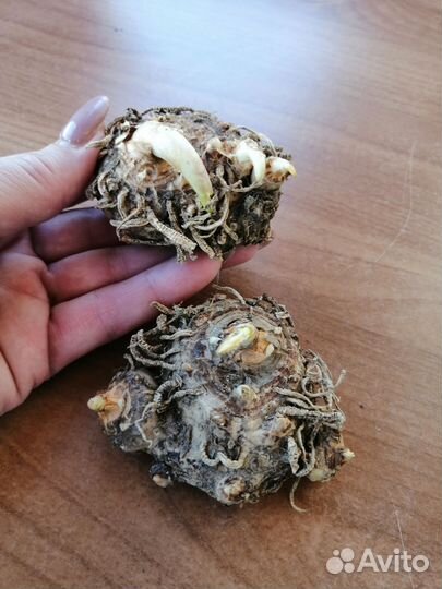 Каллы, луковицы