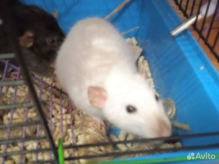 Крыса девочка