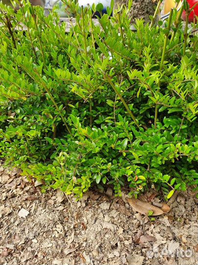 Саженцы жимолость декоративной