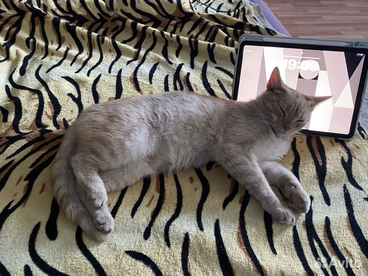 Котенок 10 месяцев