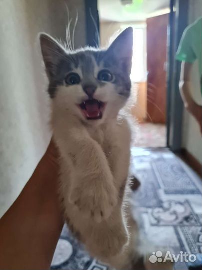 Отдам в добрые руки