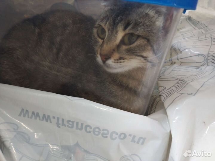 Кошечка